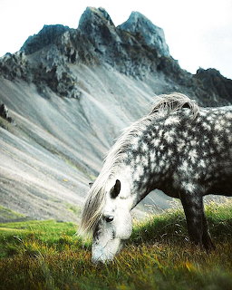 Dappled Icelandic Horse Grazing