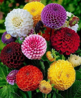 Colorful Dahlia Flowers