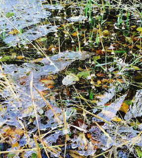 Icy Forest Floor