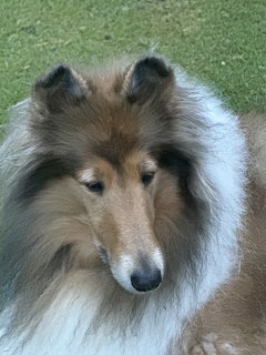 Portrait of a fluffy tan and white Collie dog with long fur and pointed ears on grass