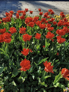 Red Tulips in Garden