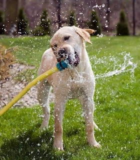 Labrador Retriever biting a yellow garden hose with water splashing around its face on green grass