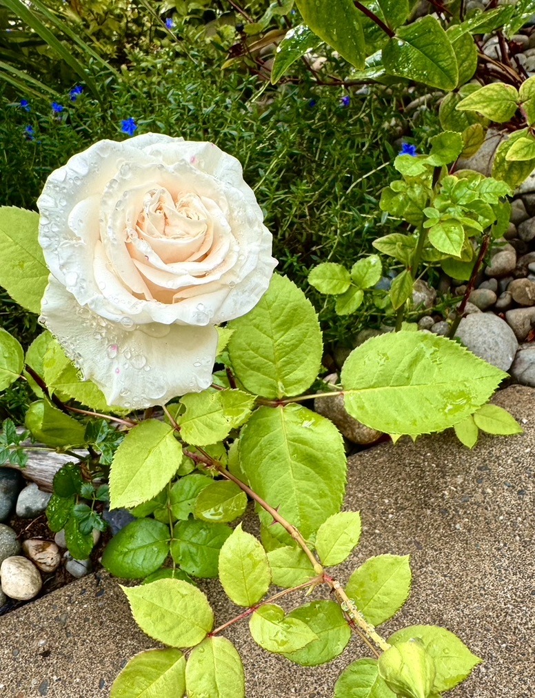 Close-up of a pale peach rose with dewdrops surrounded by green leaves and pebbles