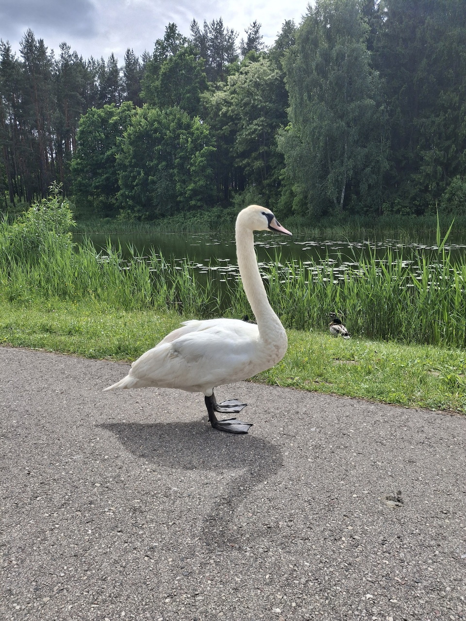 White swan standing on a path beside a pond with green reeds and trees