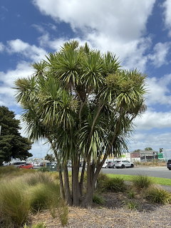 Large multi-trunked cabbage tree with spiky green leaves in a suburban roundabout under blue sky