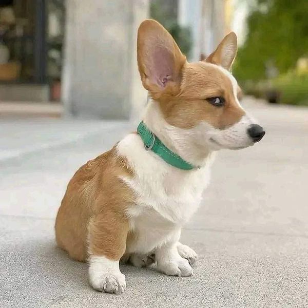 Corgi Puppy Sitting
