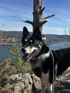 Black and white husky dog standing on rocks near a tree with a lake and hills in the background