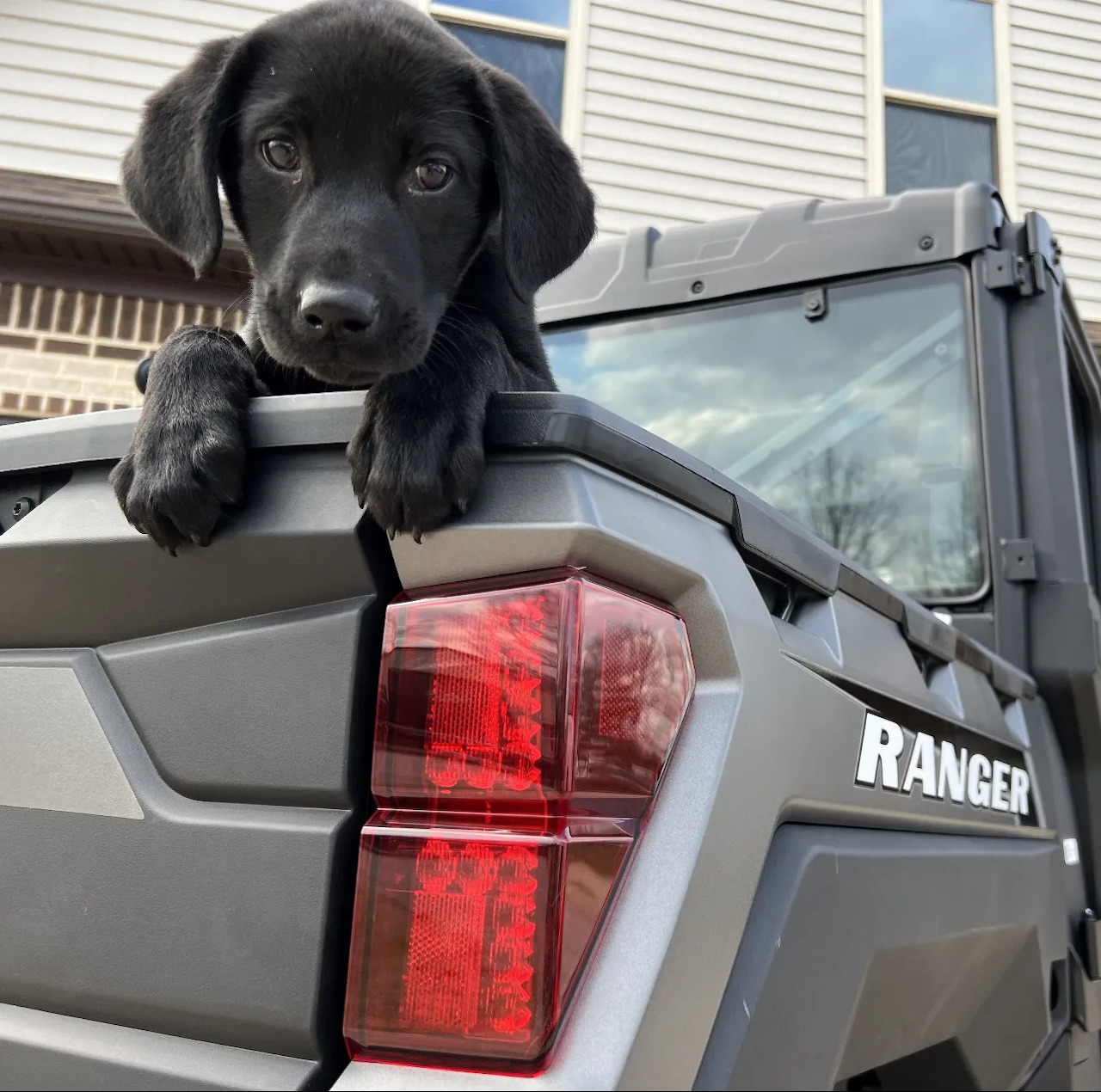 Black Labrador puppy with front paws on gray pickup truck tailgate looking at camera
