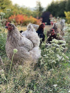 Gray and brown chickens walking through white wildflowers in a garden with fall foliage behind