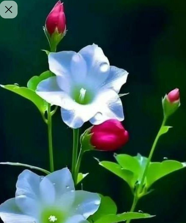Bouquet of pink and white flowers with green foliage