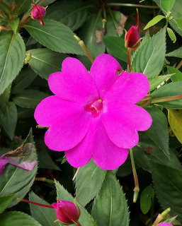 Bright pink impatiens flower with wide petals surrounded by dark green foliage and pink buds