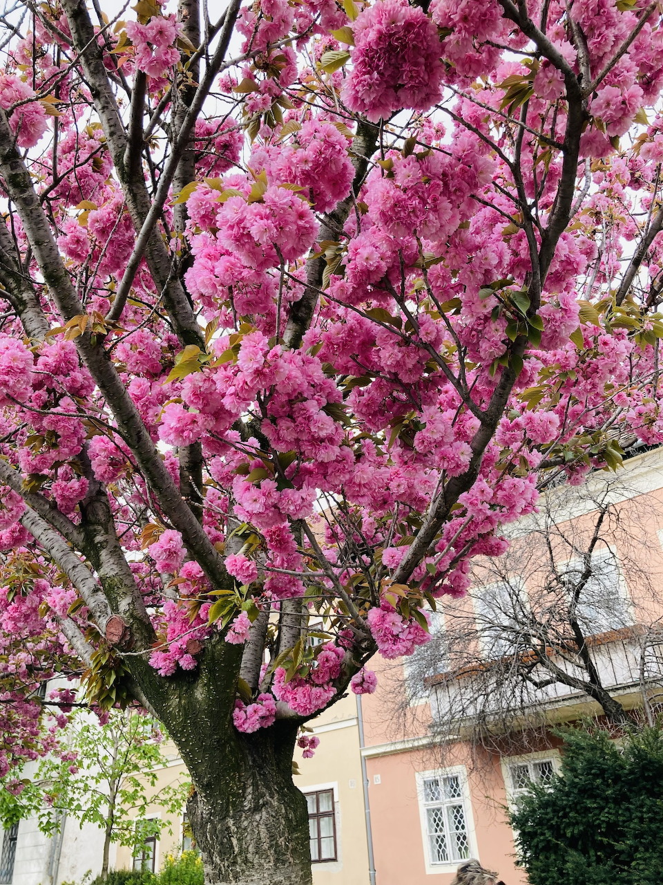 Buda Castle Cherry Blossoms