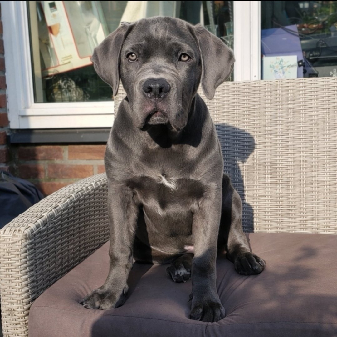 Gray puppy sitting on a wicker chair outdoors in sunlight