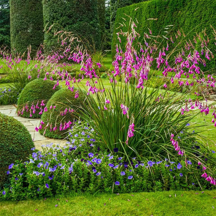 Pink and purple flowers in a manicured garden with rounded shrubs and tall green hedges
