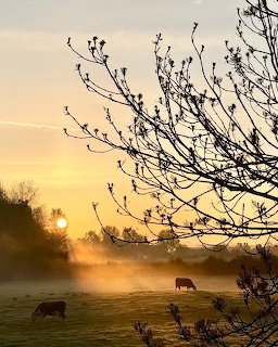 Misty Pasture Sunrise