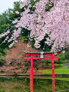 Red torii gate beside a reflective pond under cascading pink weping cherry blossoms in a garden