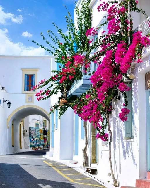 Greek Island Bougainvillea Street
