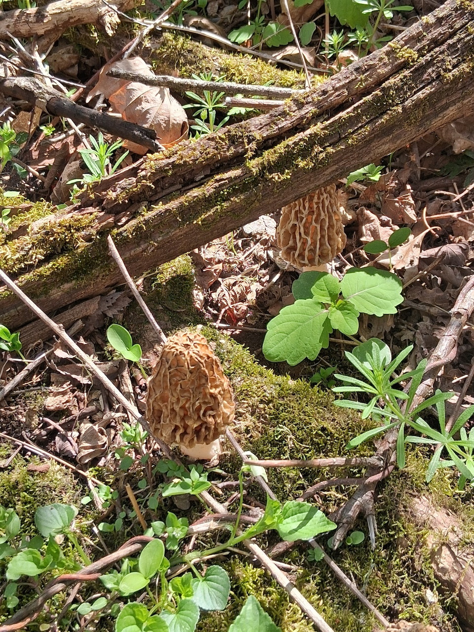 Morel Mushroom Forest Floor