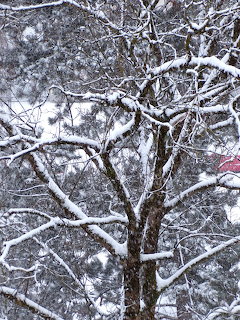 Snow-covered bare tree branches during heavy snowfall with evergrens in background