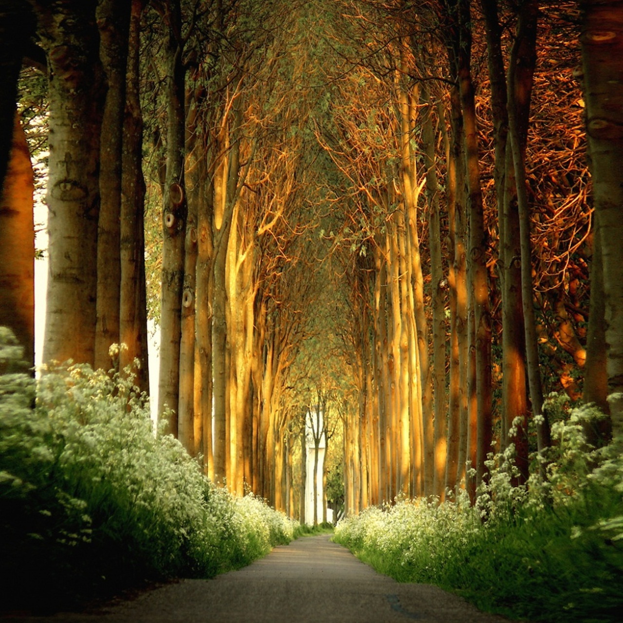 Tree-lined path forming a natural tunnel with golden light illuminating tall trunks and green undergrowth