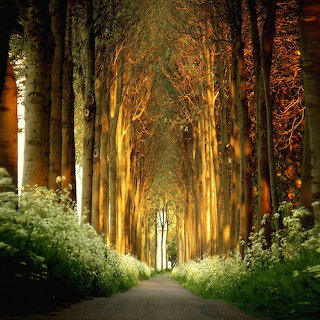 Tree Tunnel Forest Path