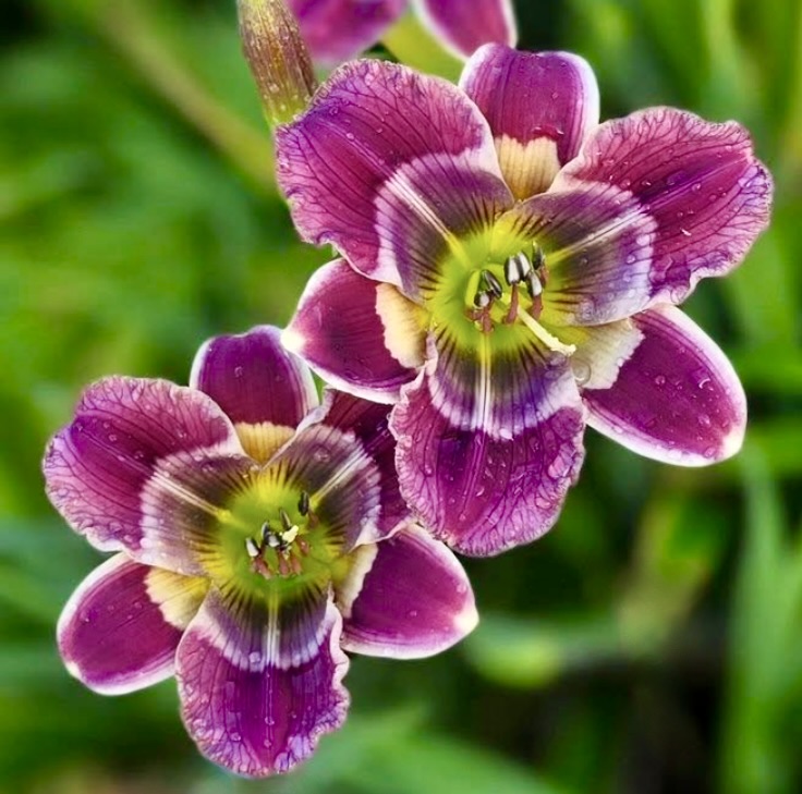 Two purple daylily flowers in close-up with green centers and blurred foliage behind