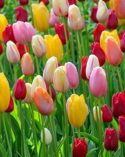 Colorful tulips in pink, red, yellow, orange, and white bloming among green stems