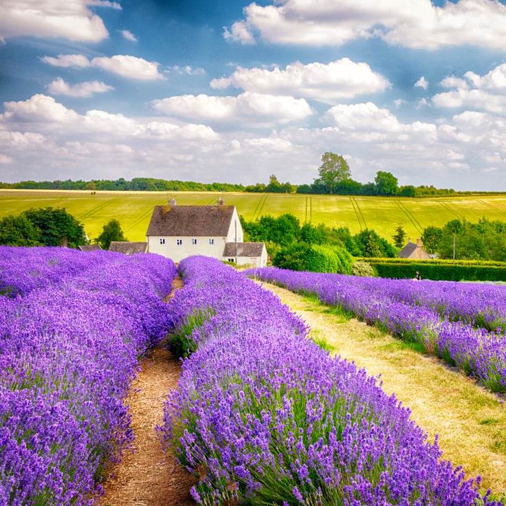 Cottage beside purple lavender fields under a blue sky with white clouds