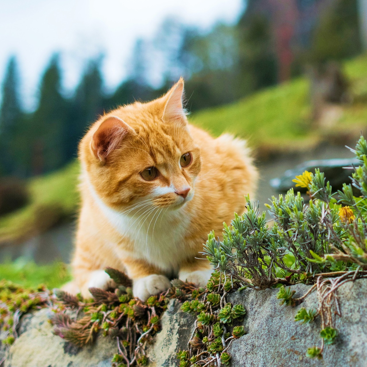 Orange and white kitten on moss-covered rock with blurred green landscape behind