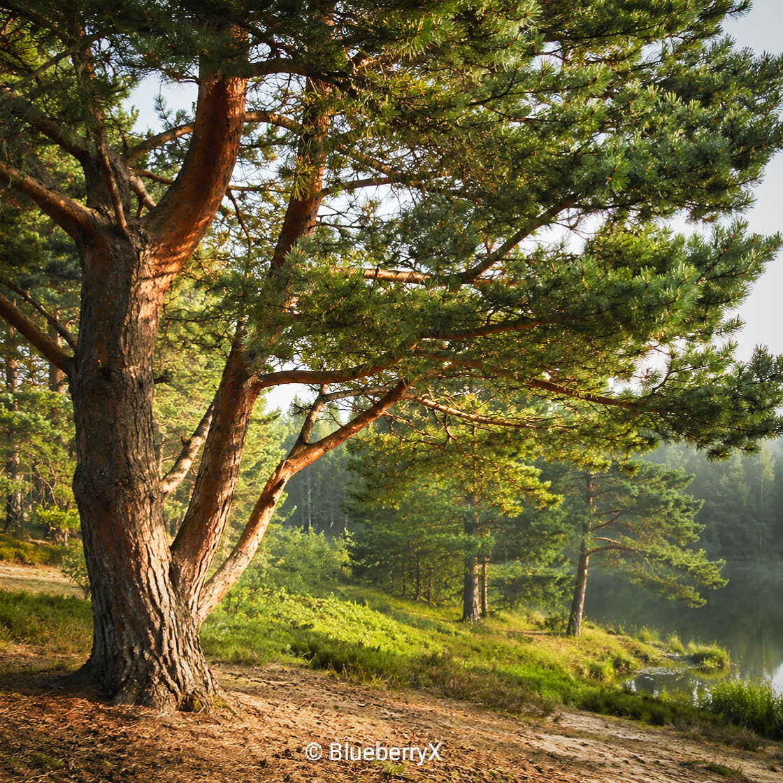 Sunlit pine trees on a grassy hillside near a forest path