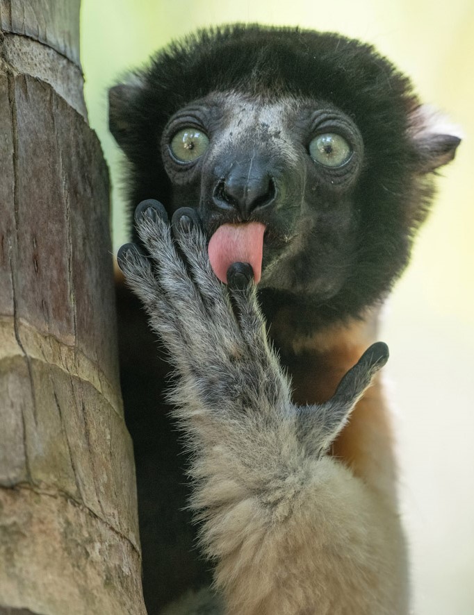 Close-up of a sifaka lemur licking its hand while holding onto a tree trunk