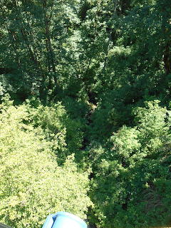 Aerial view of a deep ravine filled with dense green trees and foliage on a sunny day