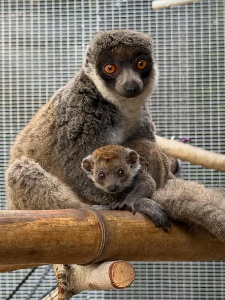 Mongoose lemur with baby resting on a wooden branch in front of a wire enclosure