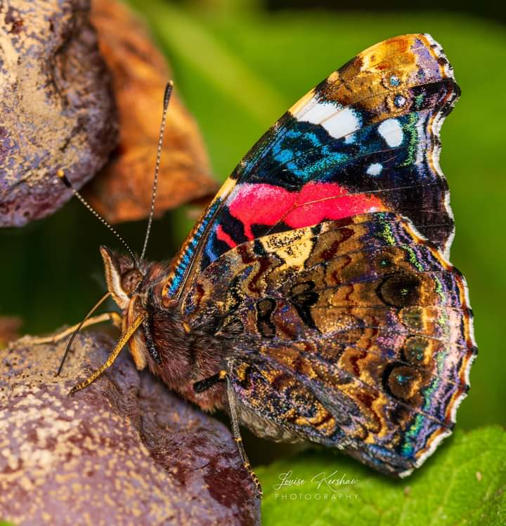 Colorful Butterfly Closeup