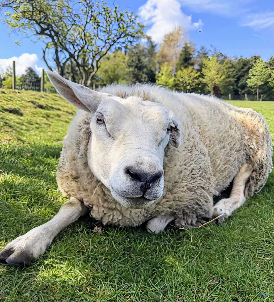 Sheep lying down resting on farm ground