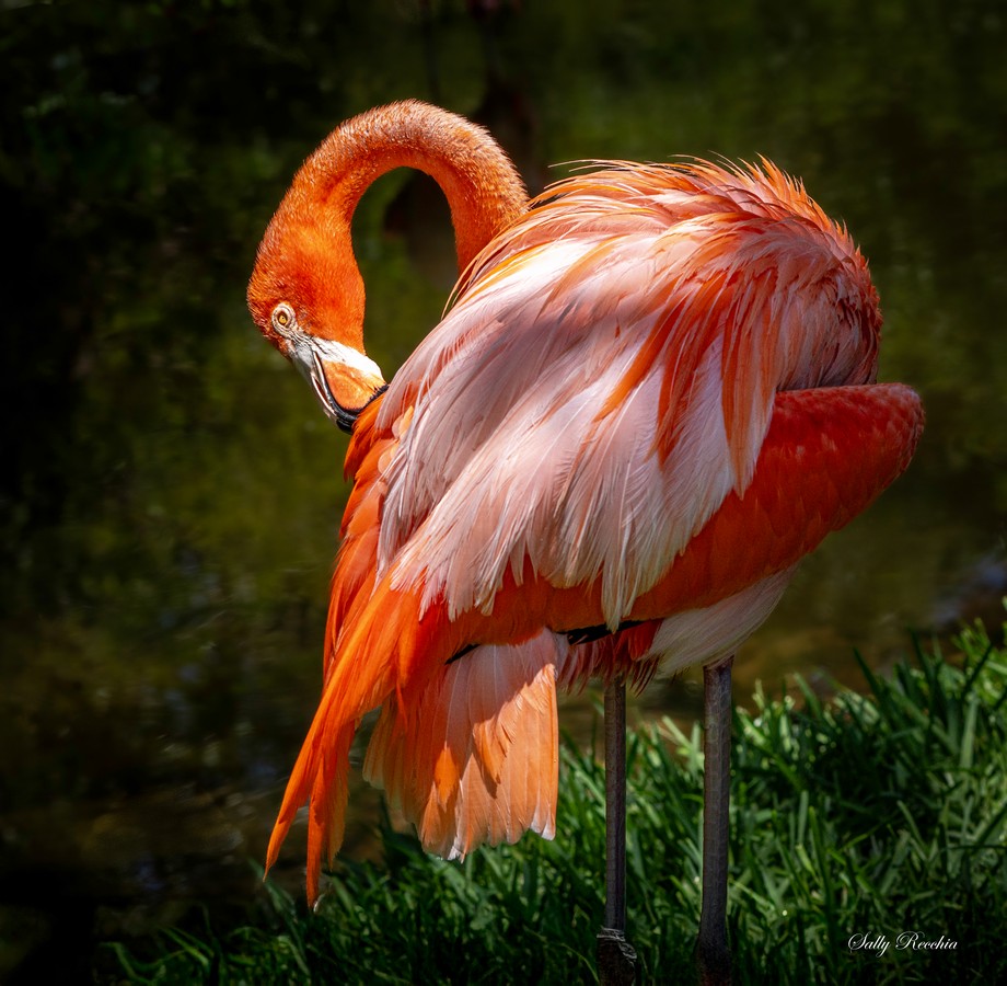 Pink and orange flamingo preening its feathers while standing on one leg against a dark green background