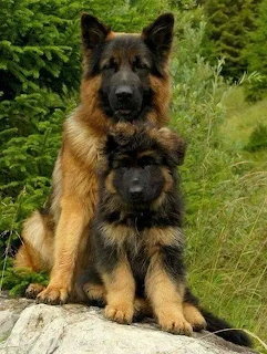 German Shepherd adult and puppy sitting on rock in nature