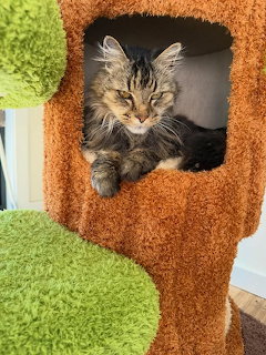 Tabby kitten lying in orange cat tree cubby hole with green platforms
