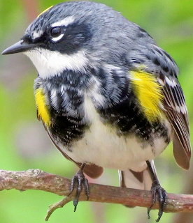 Yellow-rumped Warbler