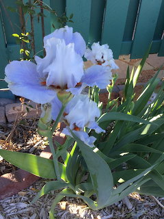 Light purple iris flowers growing in a garden bed beside a green fence