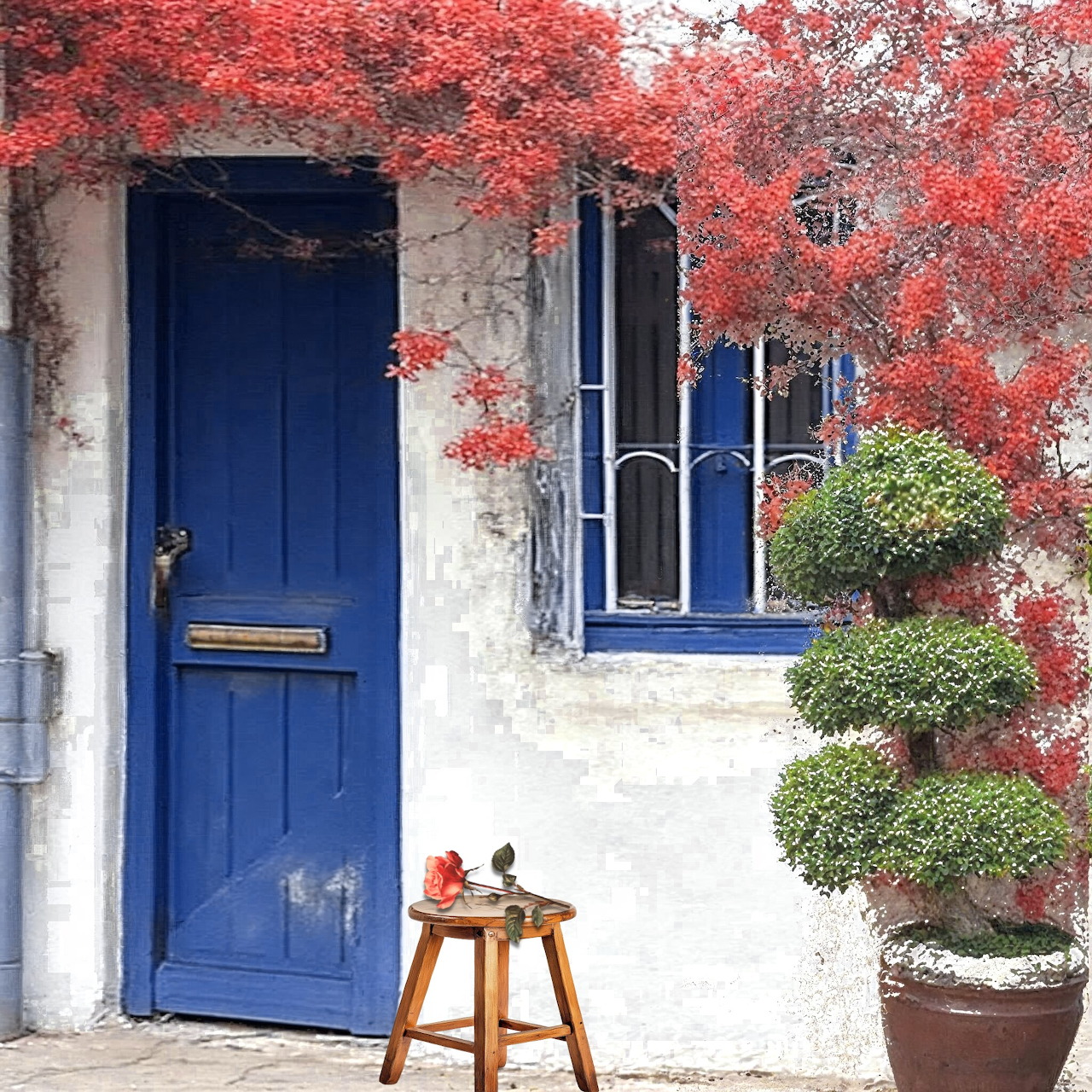 White house with blue door, red flowering vine covering wall, wooden stool with potted flowers, green shrubs