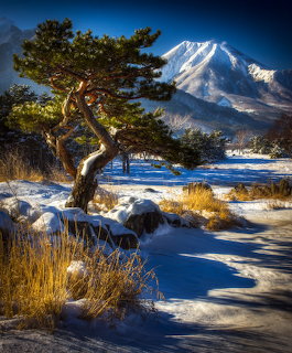 Snowy Mount Fuji with gnarled pine tree in foreground beside frozen lake under blue sky