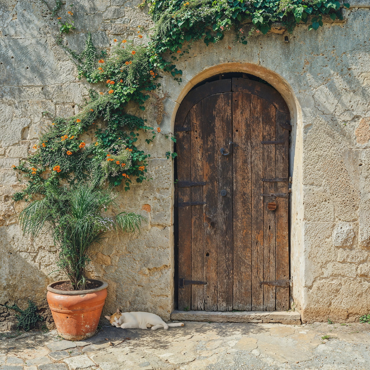 Rustic wooden door in stone archway with climbing ivy and terracotta pot