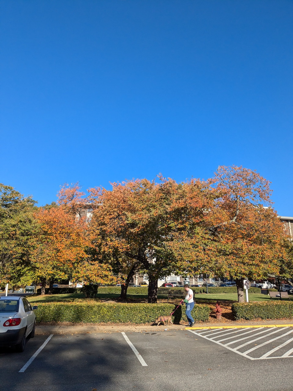 Autumn trees by a parking lot under a clear blue sky with a few people walking