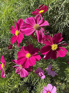 Pink cosmos flowers with yellow centers blooming in green grass