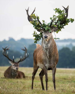 Red deer stag with oak leaves and vines on its antlers standing in a green field with another stag behind