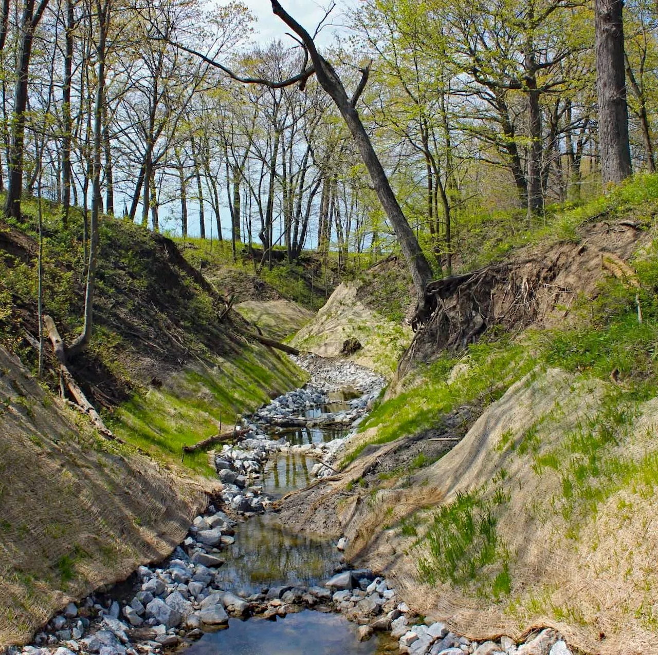 Creek flowing through forested ravine with rocky slopes and sparse vegetation