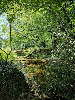Sunlit forest stream flowing through lush green woods with moss-covered branches and dense foliage