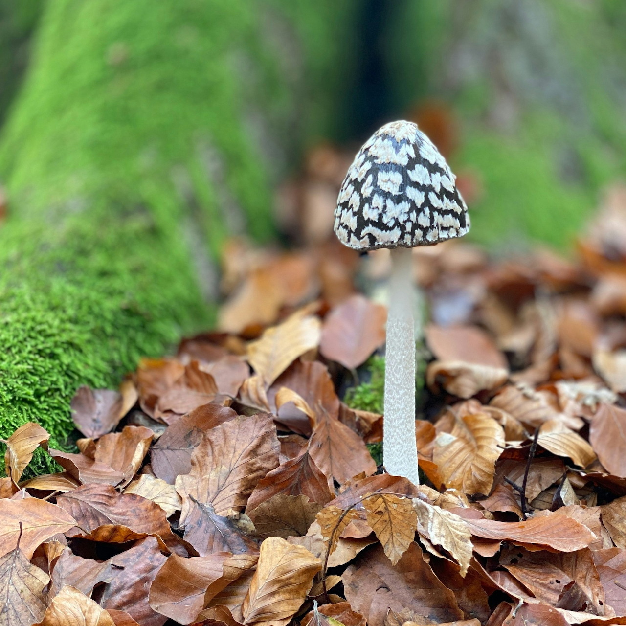 Magpie inkcap mushroom growing among brown fallen leaves beside a moss-covered log