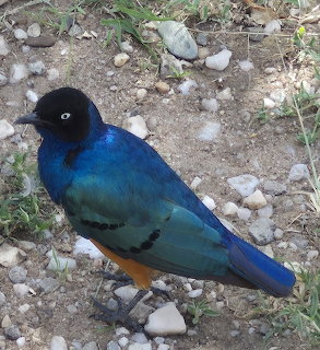 Blue Bird